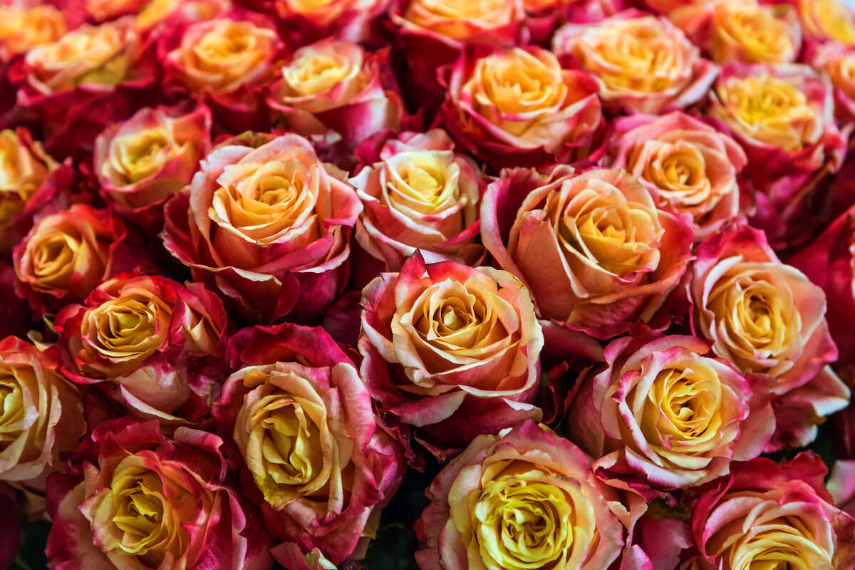 close-up-roses-texture-natural-background-in-orang-2023-11-27-05-17-03-utc