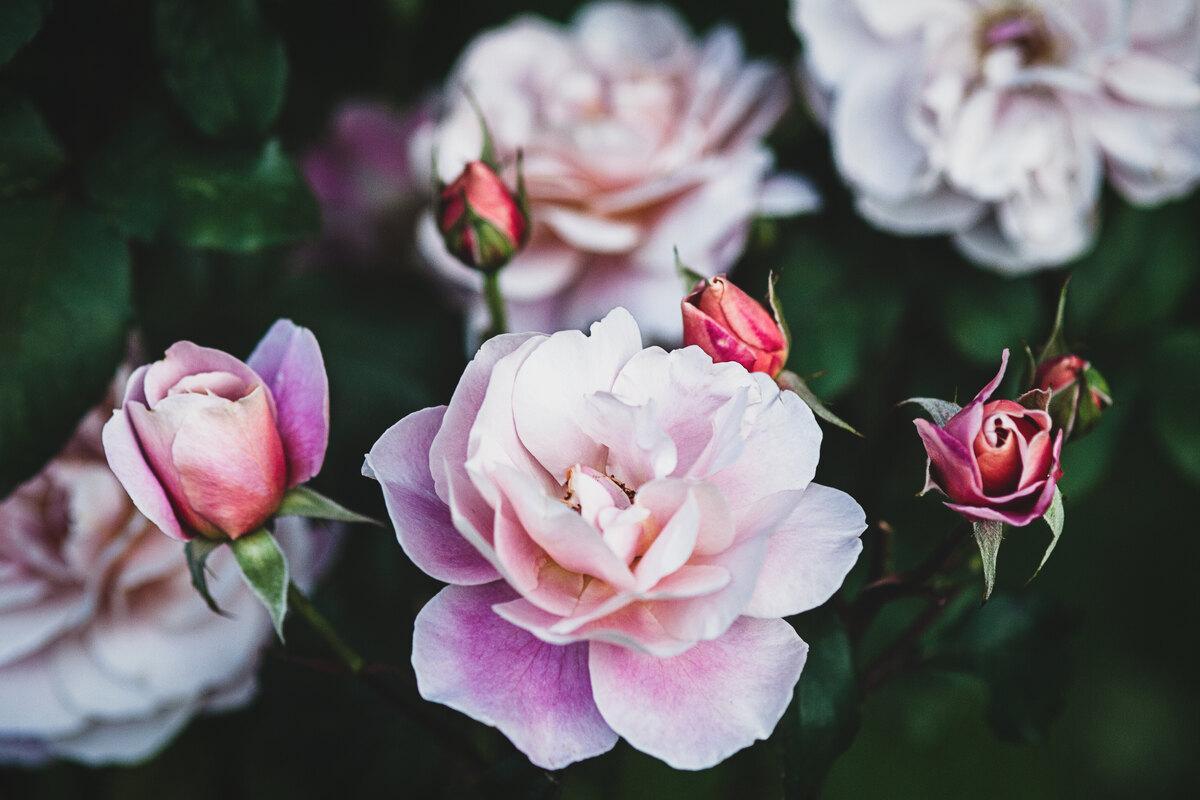 distant-drums-rose-blooms-in-the-evening-garden-ag-2023-11-27-05-26-32-utc