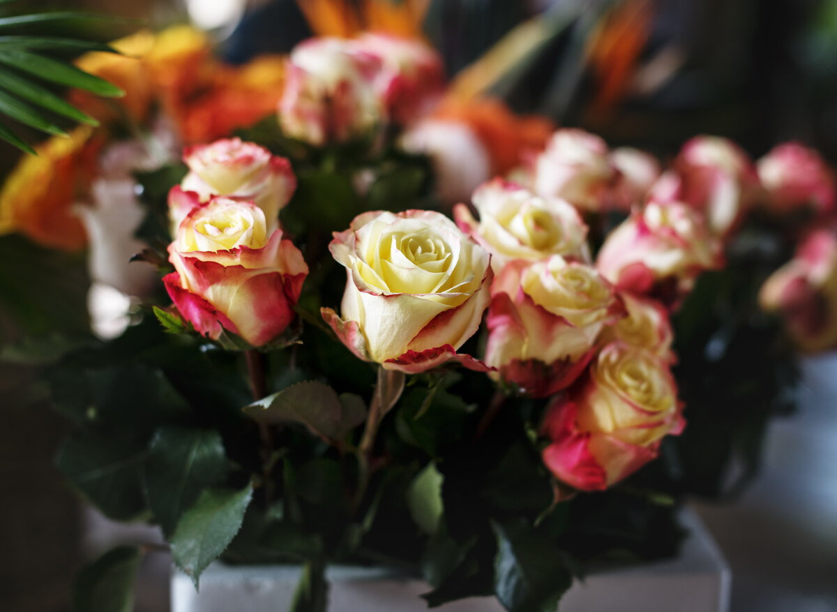 floral-leaves-romance-decoration-freshness-lush-2023-11-27-05-35-23-utc