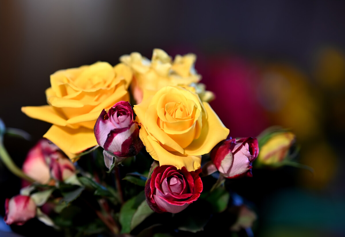 flower-of-yellow-rose-in-the-summer-garden-yellow-2023-11-27-05-29-26-utc